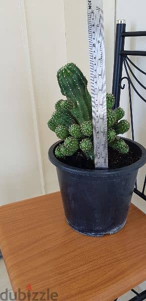 Cactus plant 3