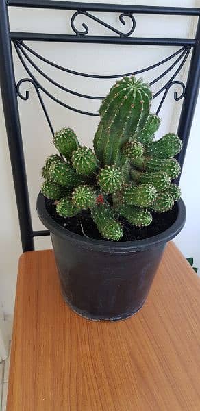 Cactus plant 4