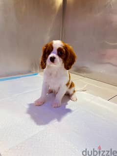 Cavalier King Charles Puppy 0