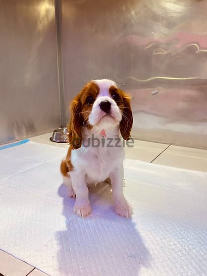 Cavalier King Charles Puppy 1