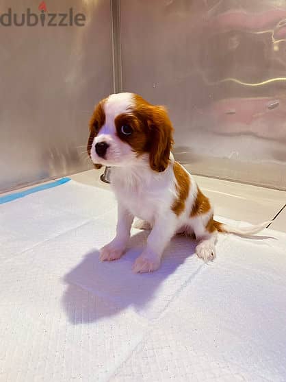 Cavalier King Charles Puppy 2