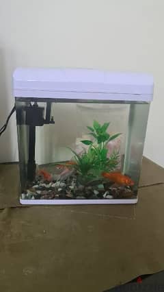 Aquarium with 6 Fish - 1 month feed included - 30BD