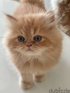 kitten for sale