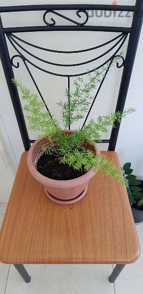 Asparagus fern