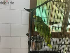 ببغاء امازوني بلوفرونتد للبیع Blue fronted Amazon Parrot for sale