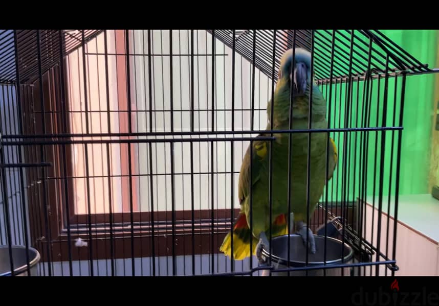 ببغاء امازوني بلوفرونتد للبیع Blue fronted Amazon Parrot for sale 1
