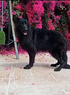 male German sheprd long hair top level puppies 7 month