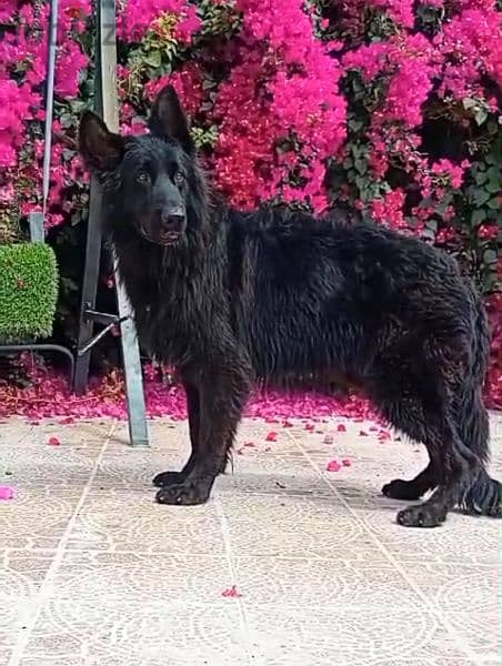 male German sheprd long hair top level puppies 7 month 1