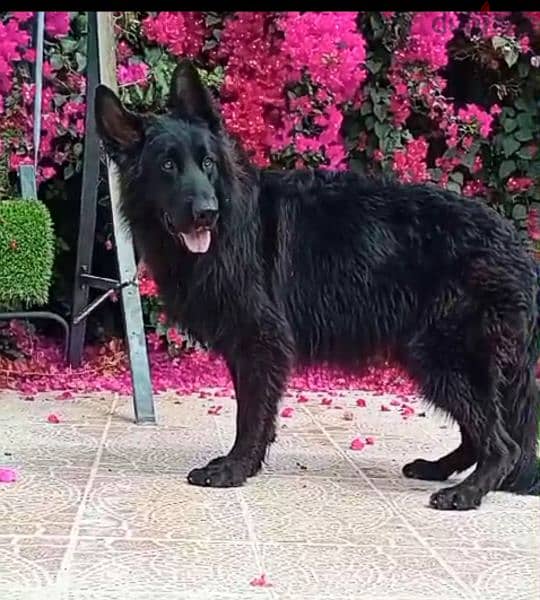 male German sheprd long hair top level puppies 7 month 2
