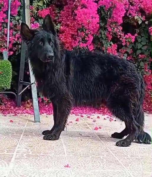male German sheprd long hair top level puppies 7 month 3