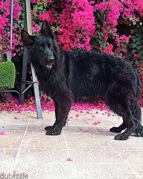 male German sheprd long hair top level puppies 7 month 4