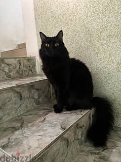 cat for adoption قط للتبني