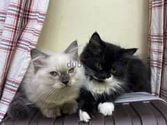 3 months old kittens up for adoption