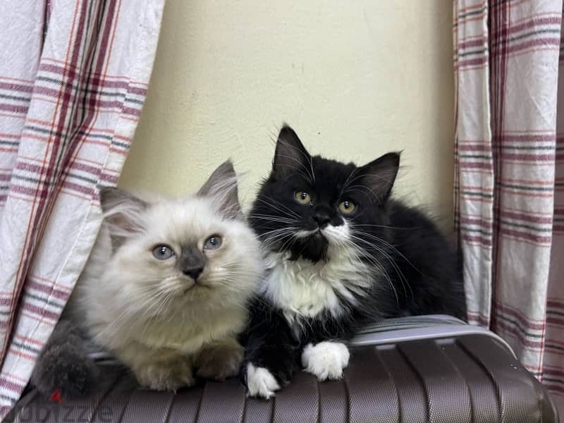 3 months old kittens up for adoption 1