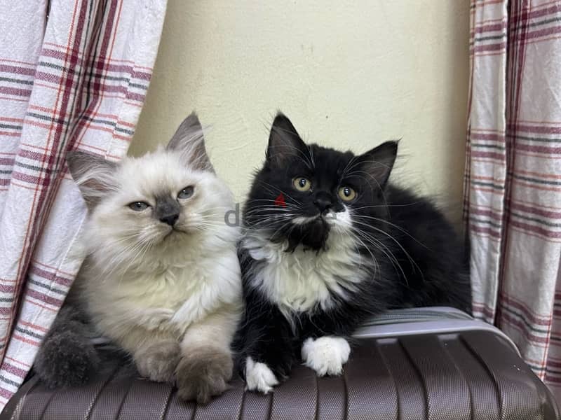 3 months old kittens up for adoption 2