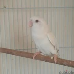 albino female for sale