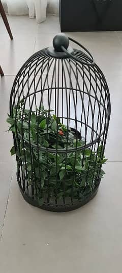 Bird Cage Plants