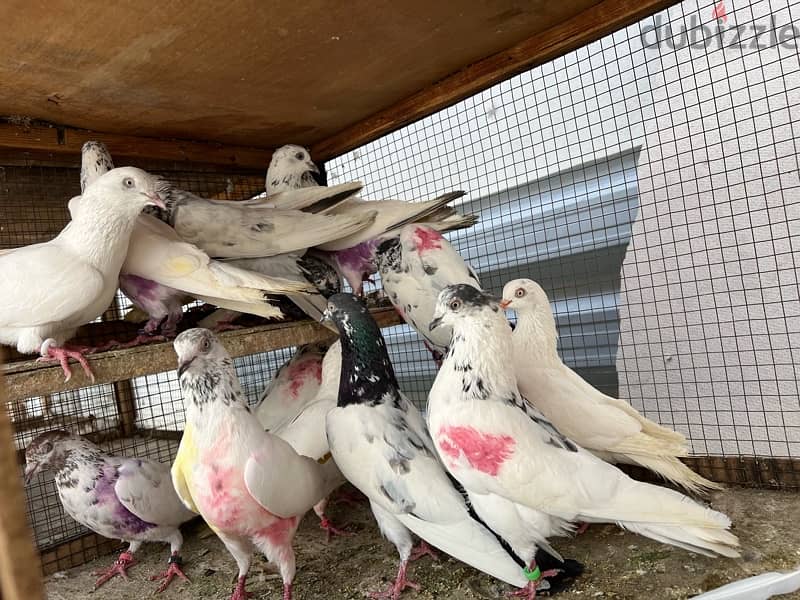Pakistani high flyer pigeon 8