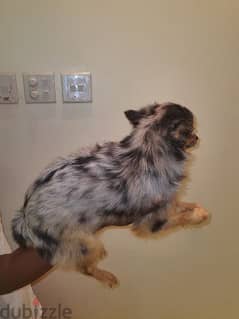 long hair chihuahua puppy 0
