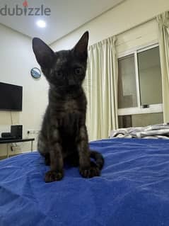Mix Persian breed kitten free adoption