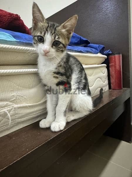 Mix Persian breed kitten free adoption 3
