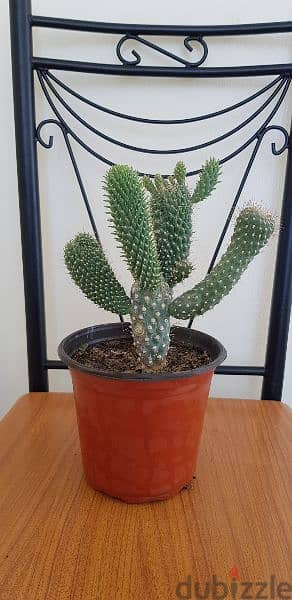 Cactus 4