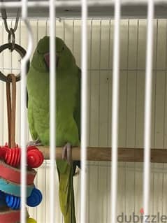 Indian ring neck Parrot 0