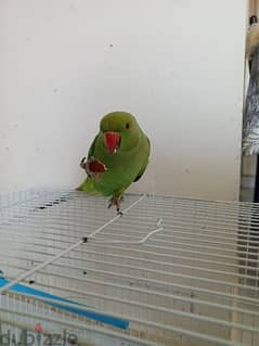 Green neck parrot for sale 0