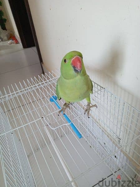 Green neck parrot for sale 1