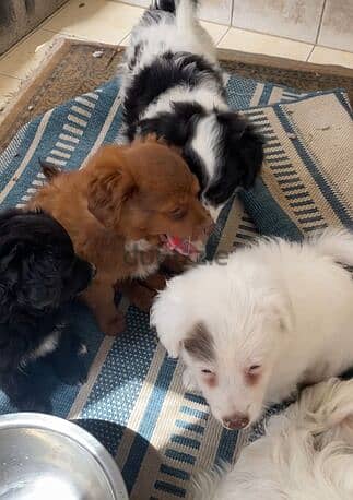 Fluffy Pomeranian Puppies For Sale 1