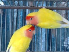 for sale Rutino lovebirds pair