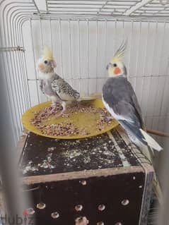 for sale gray cocatel pair
