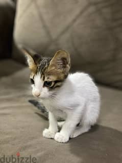 a stray kitten for adoption