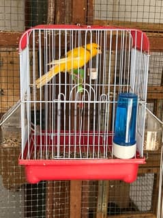 canary jumbo size