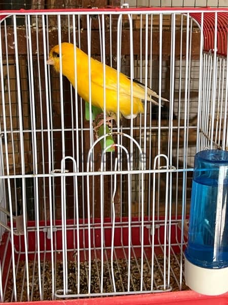 canary jumbo size 1