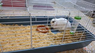 30bd for Holland bunny with cage and food ++