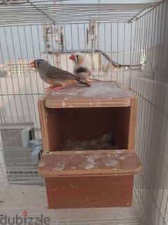 finch pair with egg also for sale