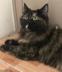 Persian cameral female cat for adoption