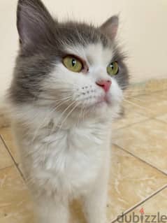 Beatiful female percian cat for free Adoption -36993632