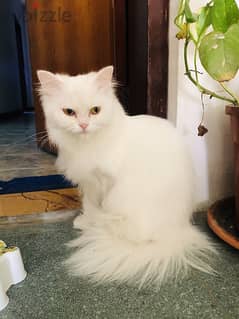 CAT WHITE  NAME SNOWY  3 YRS