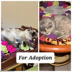 2 female one adult cat and one kitten for adoption