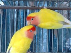 lutino lovebirds adult pair for sale
