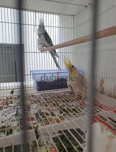 pair cockatiel for sale age 1.5 years phone no +973 3918 1917 bh breed