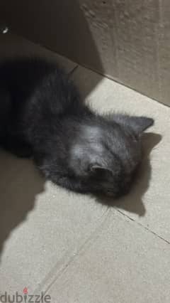 shirazi kitten for adoption