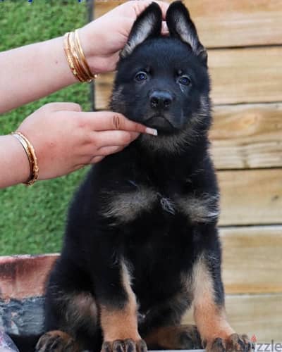 German shepherd puppies يراوه جيرمن شيبرد