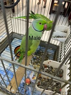 green parrot for sale 50bd with cage male and female pair