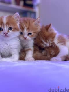 cute kittens each one  30 bhd