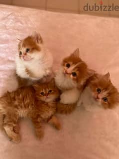 cute kittens each one  30 bhd