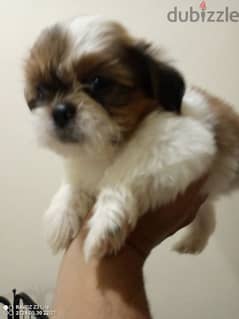 5 shizu puppies for sale BD 10 one month old