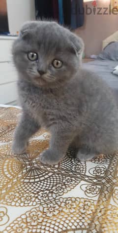 British fold kitten for sale